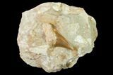Otodus Shark Tooth Fossil in Rock - Eocene #135840-1